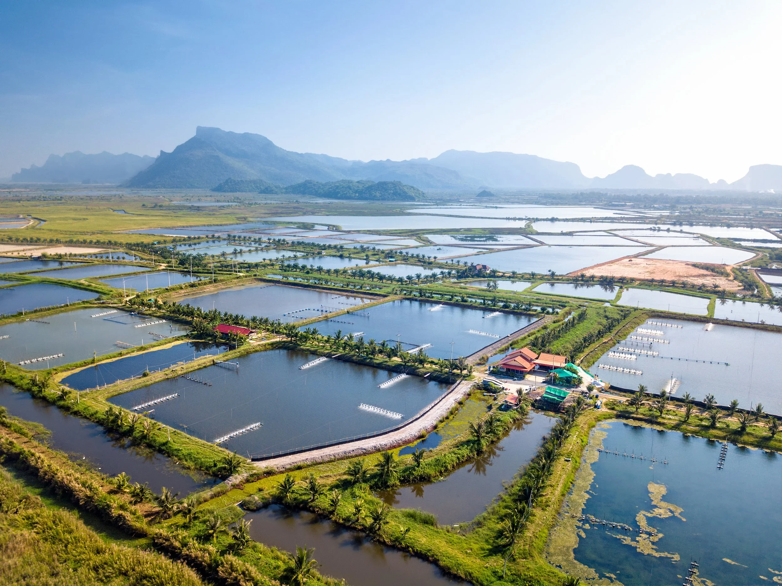 Aquaculture Shrimp Farm